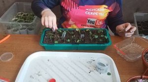 КАМПАНУЛА. (ЖЕНИХ И НЕВЕСТА)