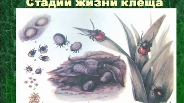 Клещ энцефалитный смотреть онлайн