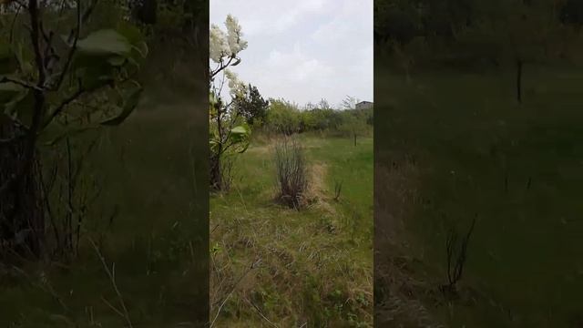 Май 2023 года. Белая сирень. смотреть онлайн