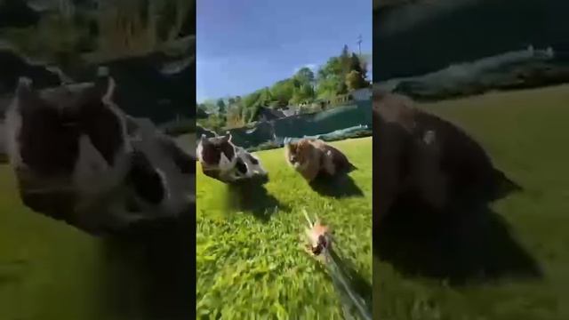 VID_20231107_114200_836.mp4