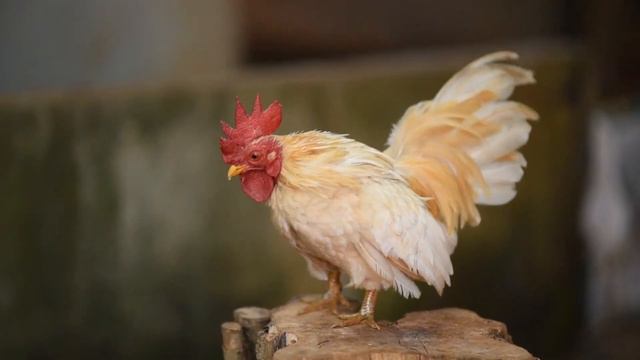 Джентльмены доигрались! Крах Англии неизбежен!