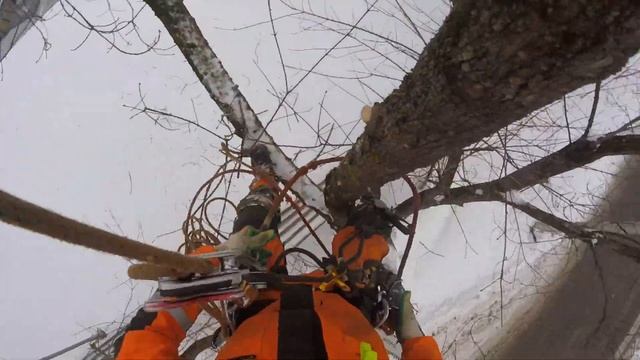 Удаление деревьев при помощи подъемного крана смотреть онлайн