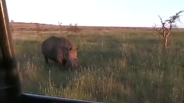 Black and White Rhinos in Africa! смотреть онлайн