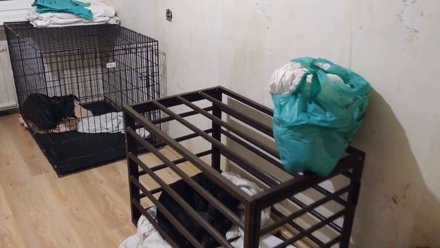 ПЕРВЫЙ ДЕНЬ БЕЗ ПИТБУЛЕЙ смотреть онлайн