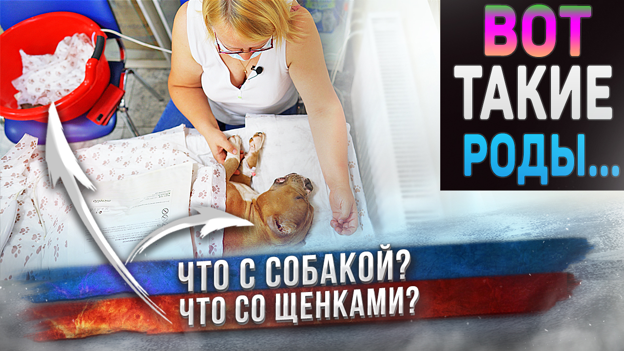 Рождение щенков! Невероятные эмоции. смотреть онлайн