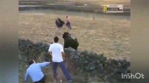 Быки в деле. Не злите быка....