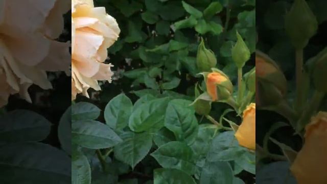 Роза Hansestadt Rostock . Июнь 2023г