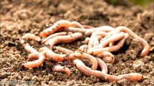 ➤ Как подготовить идеальный компост ➤ Компостная яма ➤ Как правильно сделать хороший компост