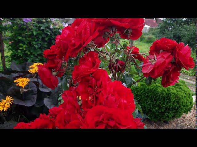 Взрослая привитая роза( Амадеус) после пересадки. Розы на Северо-Западе.