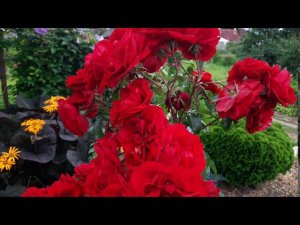 Взрослая привитая роза( Амадеус) после пересадки. Розы на Северо-Западе.