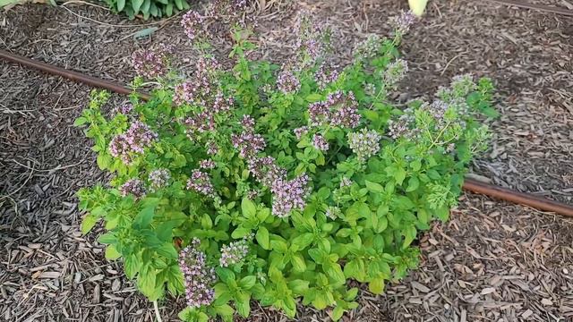 Drops of Jupiter Oregano is Edible and Fragrant смотреть онлайн