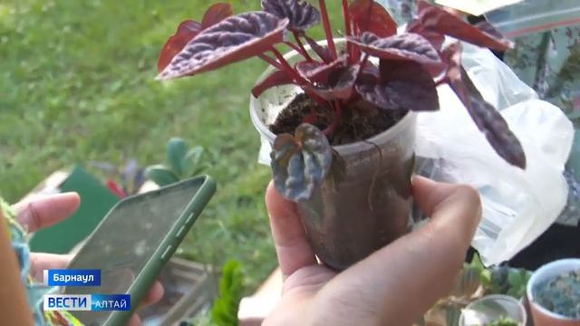 Барнаульские цветоводы-любители организовали встречу-обмен смотреть онлайн