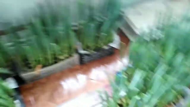 ⚫Выгонка тюльпанов | Бутоны гиганты | Обзор на 17 февраля смотреть онлайн