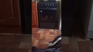 газ.плита Дарина,одно разочарование.