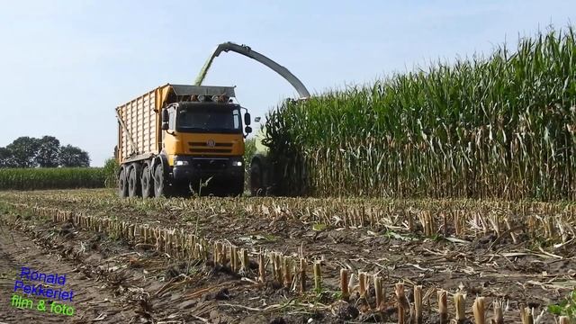 First maize 2023! JWD Markvoort in de eerste mais van 2023 met Claas Jaguar en Tatra truck! смотреть онлайн