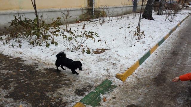Дрессировка собак -метис Маруся 7 мес смотреть онлайн