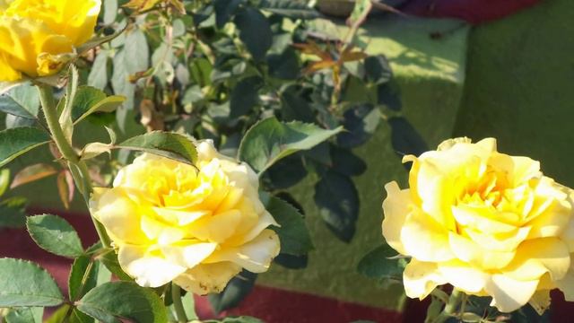 Yellow Rose Flower & Plant.. Rosa Rubiginosa ... Beautiful Flower.