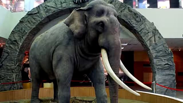 500 ЛЕТНЯЯ АКУЛА И ЕЩЁ 5 ДОЛГОЖИТЕЛЕЙ ЖИВОТНОГО МИРА смотреть онлайн