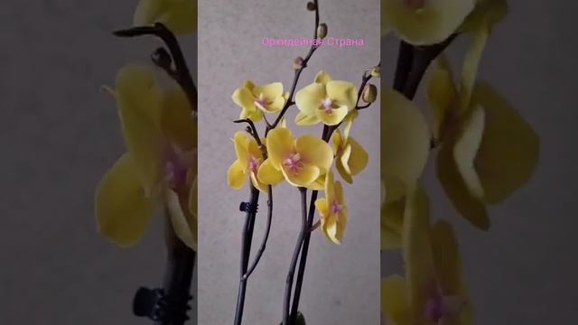 Спиннер - Биглип, орхидея из нового магазина. Люблю жёлтые орхидеи ?#shorts #orchid #орхидея #бигли смотреть онлайн