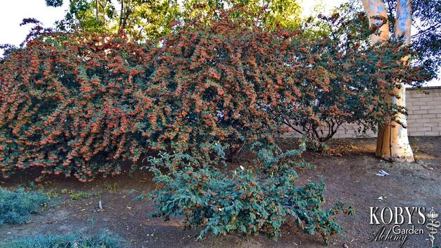 Cotoneaster lacteus, two seasons of red berries, gracefuly arching form. смотреть онлайн
