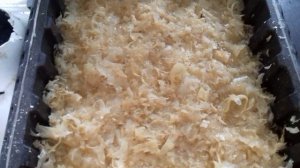 Проращиваем семена огурцов в опилках.