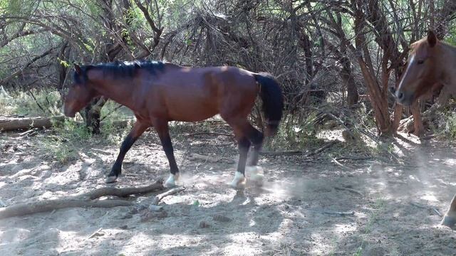 4K Salt River Wild Mustang Horses Near Phoenix, Arizona смотреть онлайн