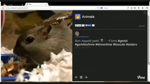 Best Animal Planet Funny Vines [Channel Animals Vine TV] смотреть онлайн