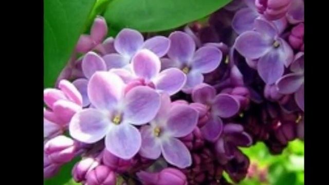 АЛАЯ СИРЕНЬ . смотреть онлайн