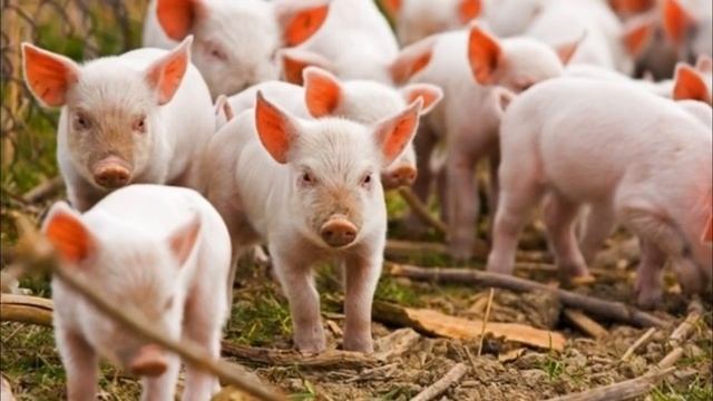 Свиньи как бизнес идея 3 Выбор породы свиней смотреть онлайн
