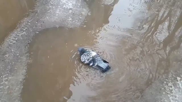 Голубь купается смотреть онлайн