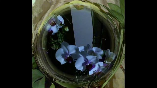 ОРХИДЕИ ДОМА 🌷 смотреть онлайн