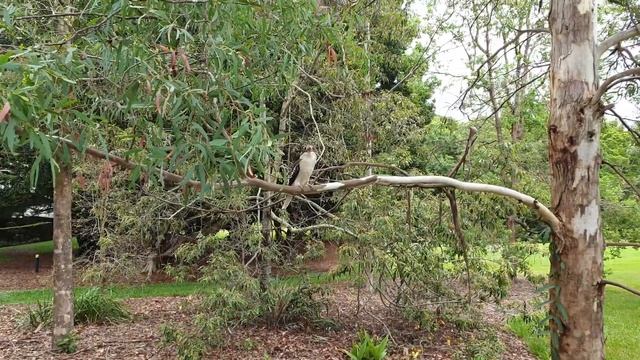 12/3/23 10:03 Young Kookaburra at Sherwood Arboretum ??? Молодая кукабурра в Шервудском дендрарии смотреть онлайн