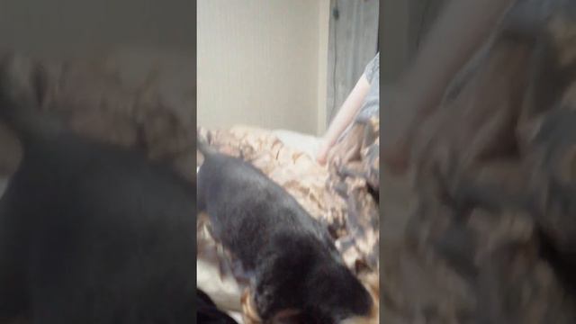 Я и ты теперь друзья, но я бы тебя с удовольствием бы сьел