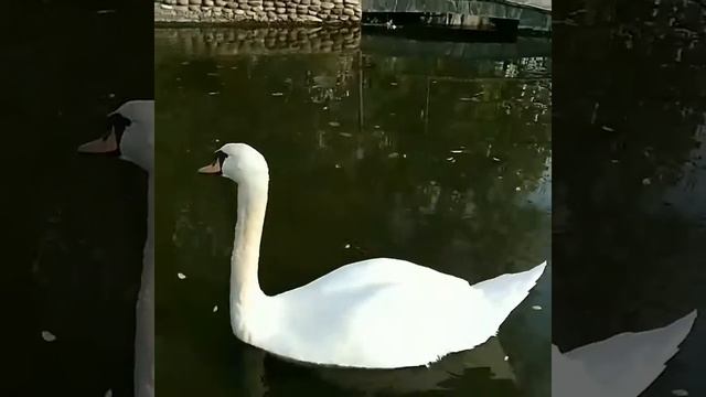 Парк Родник .Пятигорск.mp4 смотреть онлайн