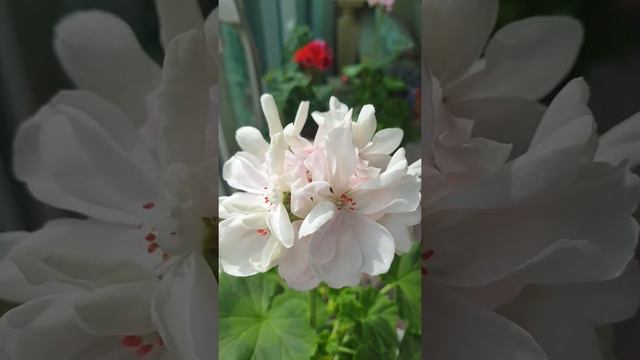 35.  데이비드 존 제라늄 David John Geranium