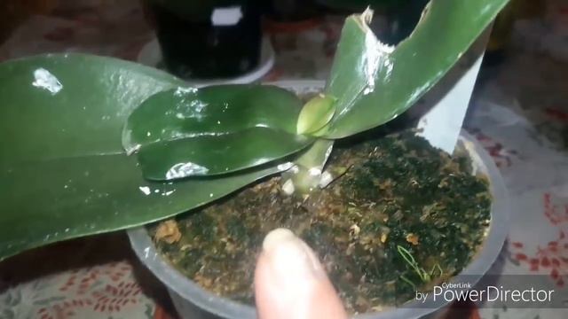 Листья коротыши у орхидей. смотреть онлайн