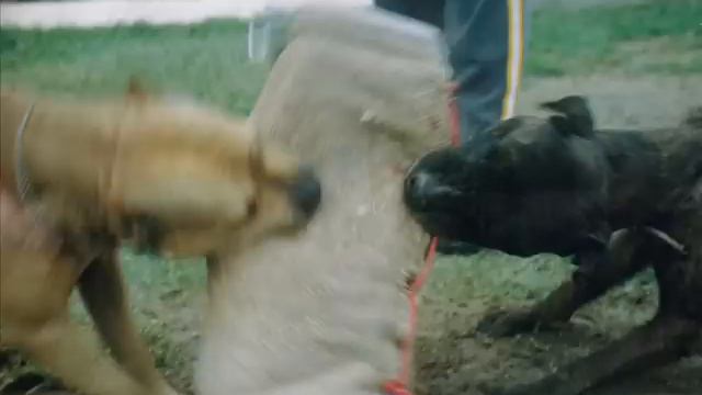 CARRANZA PITBULLS смотреть онлайн