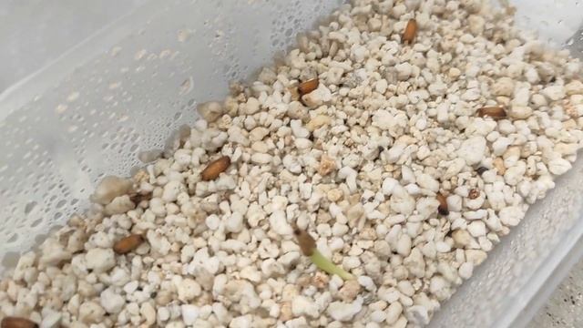 АДЕНИУМЫ посев семян ручного опыления #адениум #adenium смотреть онлайн