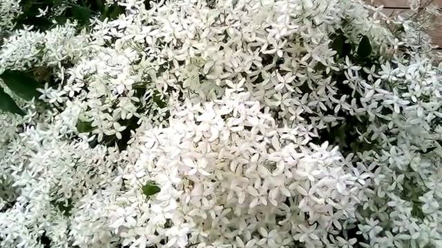 VID 20190704 140015 Цветение мелкоцветного клематиса смотреть онлайн