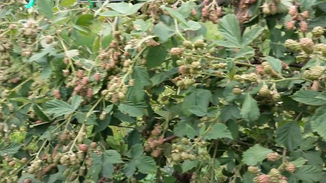 Ожина Натчез і Оушито. Плюси і мінуси. Суперврожайний сорти ожини смотреть онлайн