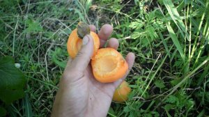 Абрикос Харгранд (17 июля) - Агро Сад