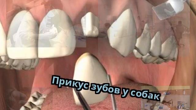 Прикус зубов у собак смотреть онлайн
