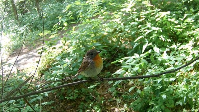 малая мухоловка (Ficedula parva) два гнезда песня смотреть онлайн