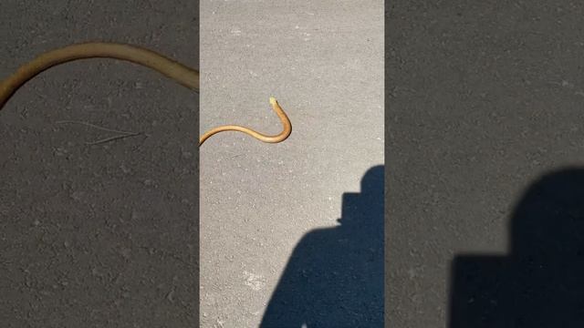 Желтопузик или без ногая ящерица смотреть онлайн