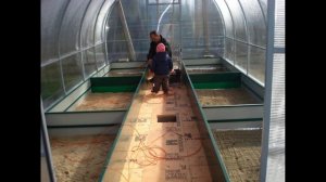 Как сделать теплую грядку в теплице