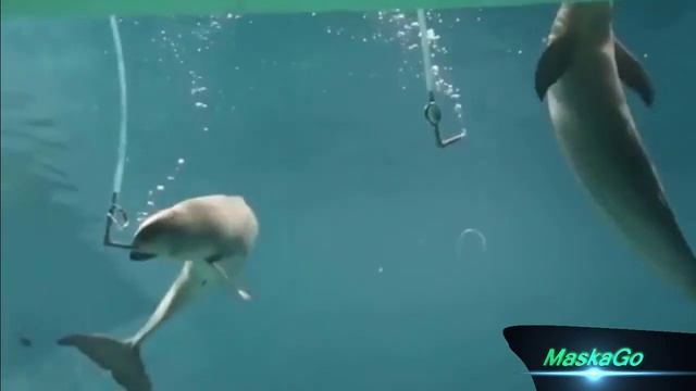 Дельфины играют с воздухом, и выдыхают кольца, как люди дым смотреть онлайн