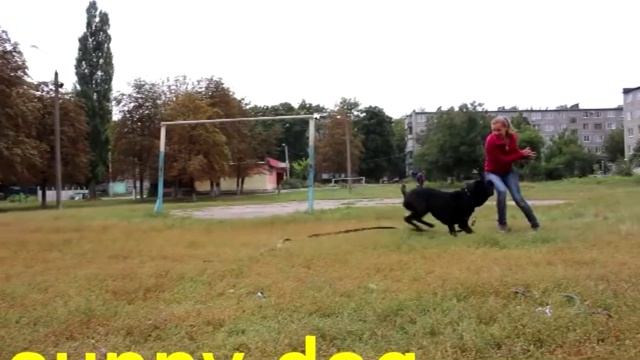 Какая собака больше подходит для охраны смотреть онлайн