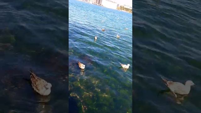 İstanbul | Marmara Denizi смотреть онлайн