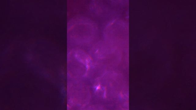 Петуния под микроскопом