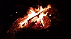 Звук ночи леса для сна